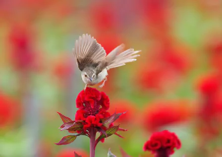 HD PC desktop wallpaper: sparrow landing on a bright red flower, wings spread over a soft-focus field of red and green.