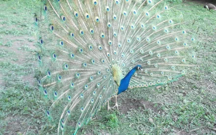 HD PC desktop wallpaper featuring a vibrant peacock with its feathers fully fanned out, standing on a grassy ground.