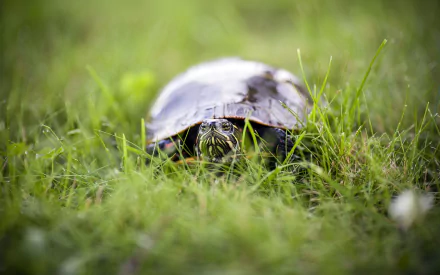 A serene turtle emerges from lush green grass, captured in stunning detail, serving as a vibrant HD PC desktop wallpaper and background.