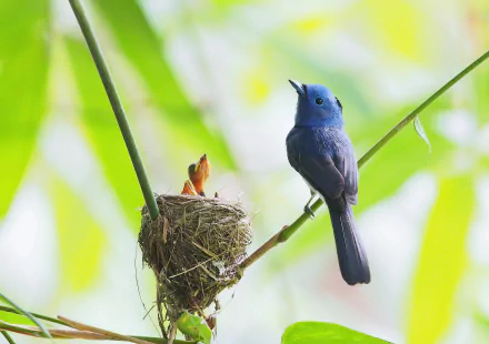 HD wallpaper featuring a Black-naped Monarch perched near its nest amidst lush greenery.