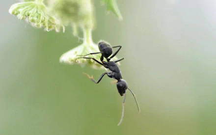 Close-up HD desktop wallpaper of a black ant clinging to a delicate green plant against a soft, blurred background.