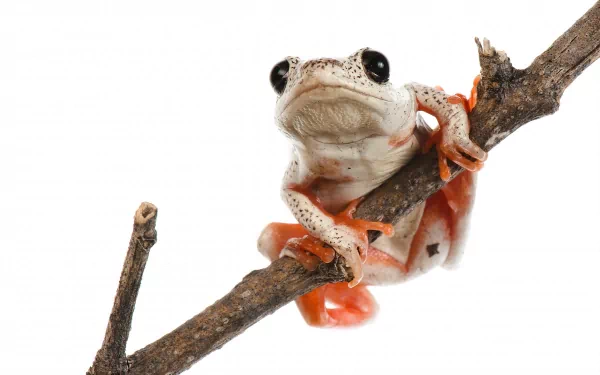 HD desktop wallpaper featuring a close-up of a vibrant tree frog gripping a branch against a white background.
