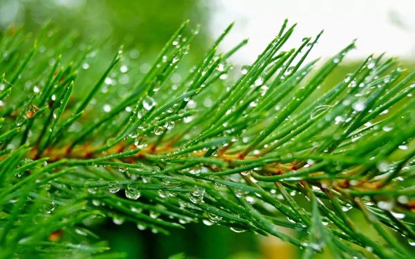 nature pine tree HD Desktop Wallpaper | Background Image