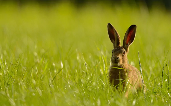HD desktop wallpaper featuring a hare sitting alert in a sunlit green grassy field, showcasing detailed fur and upright ears against a blurred natural background.