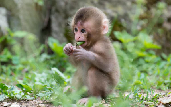 HD wallpaper of a young macaque sitting on grass, curiously nibbling on a leaf in a natural setting.