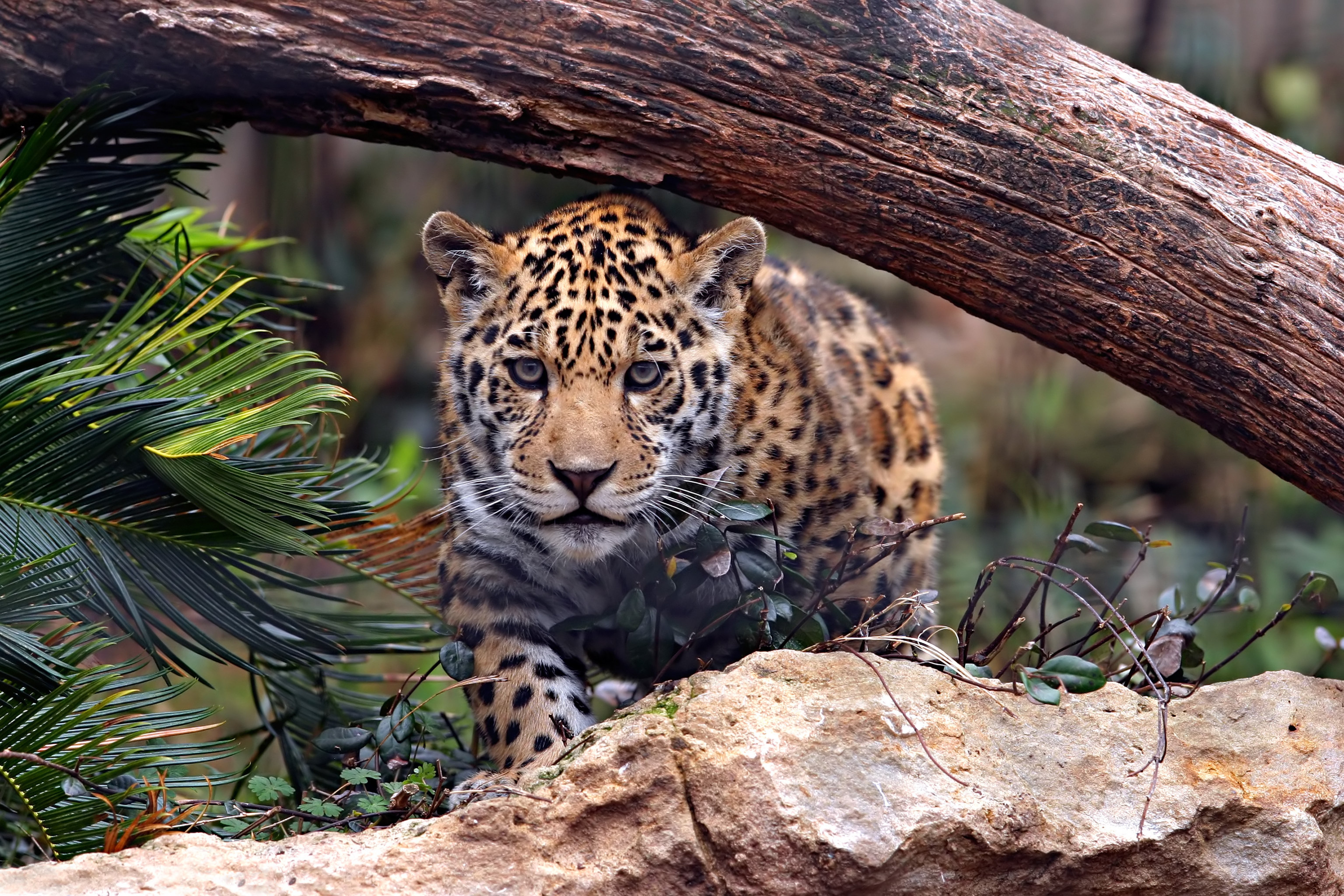 Animal Jaguar HD Wallpaper | Background Image
