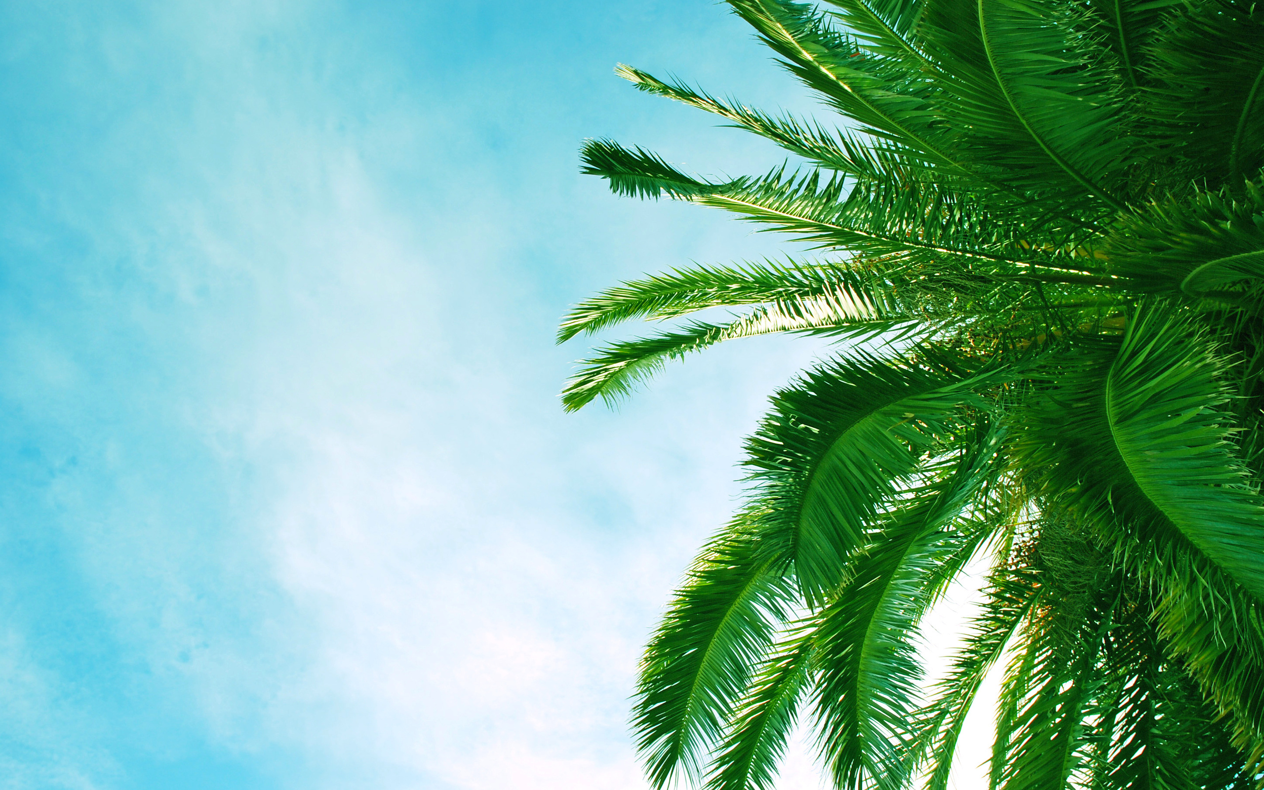 Palm Tree Full HD Wallpaper and Background Image | 2560x1600 | ID:422710