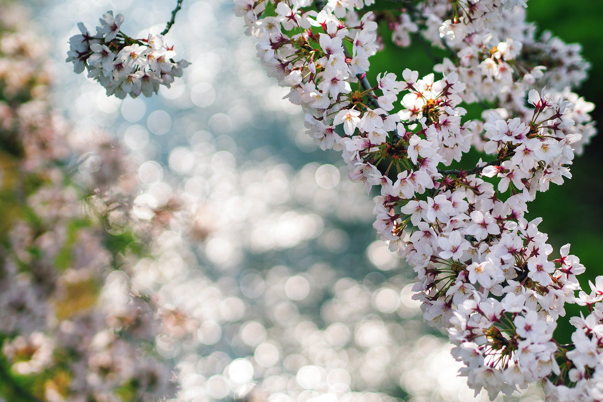 HD desktop wallpaper showcasing delicate white and pink blossoms against a softly blurred natural background, highlighting the beauty of spring in nature.