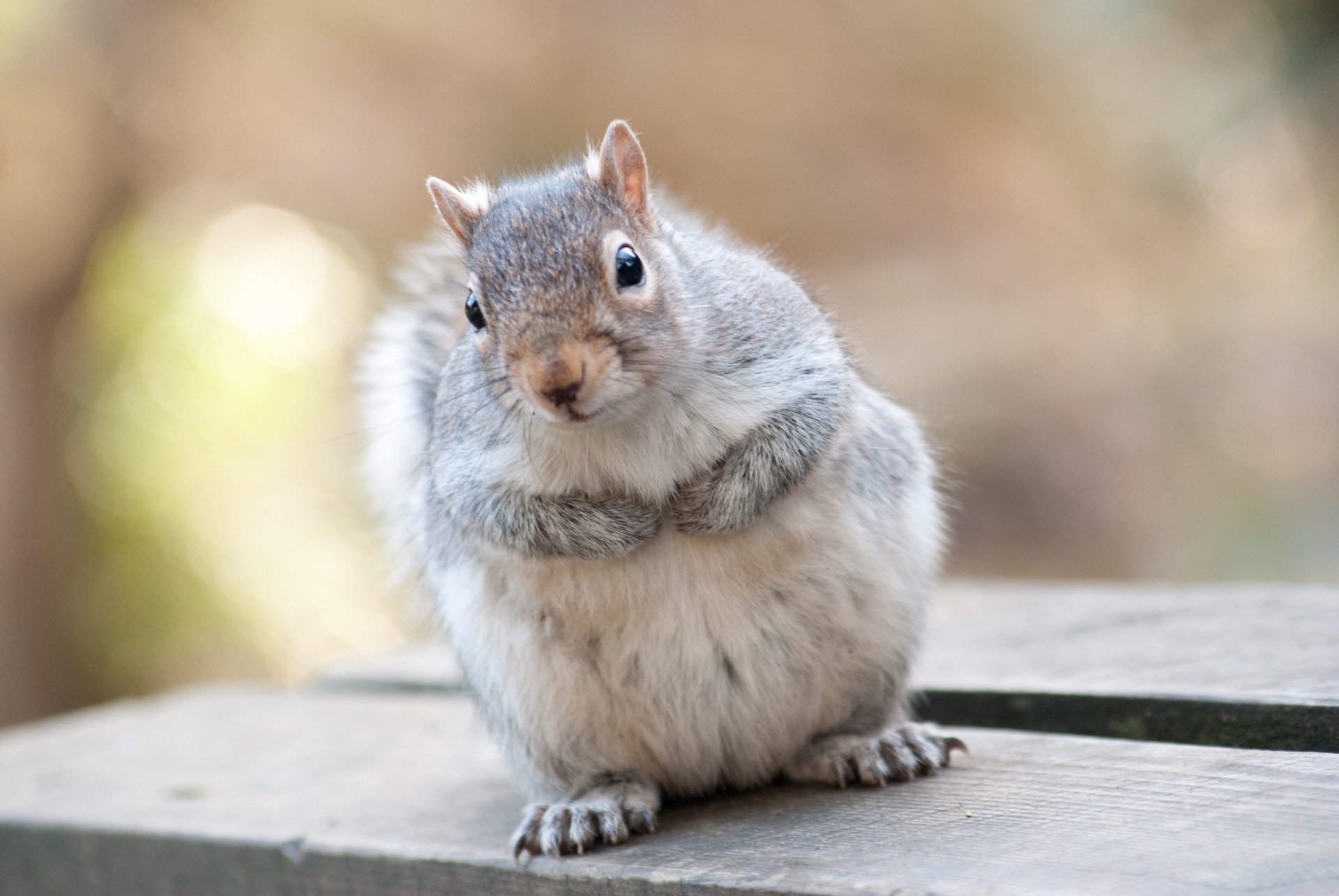 A cute, fluffy squirrel sits on a wooden surface, showcasing its adorable features. This HD image makes a charming animal-themed desktop wallpaper or background.