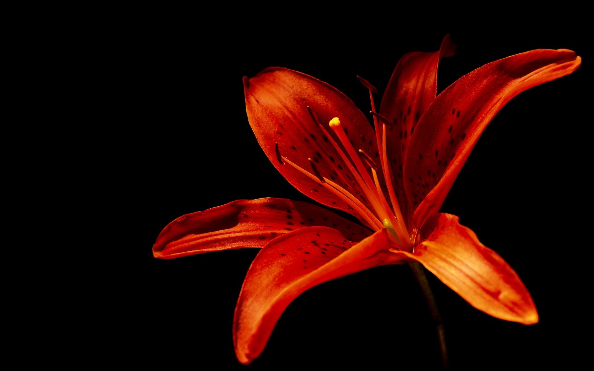 Download Flower Nature Lily HD Wallpaper