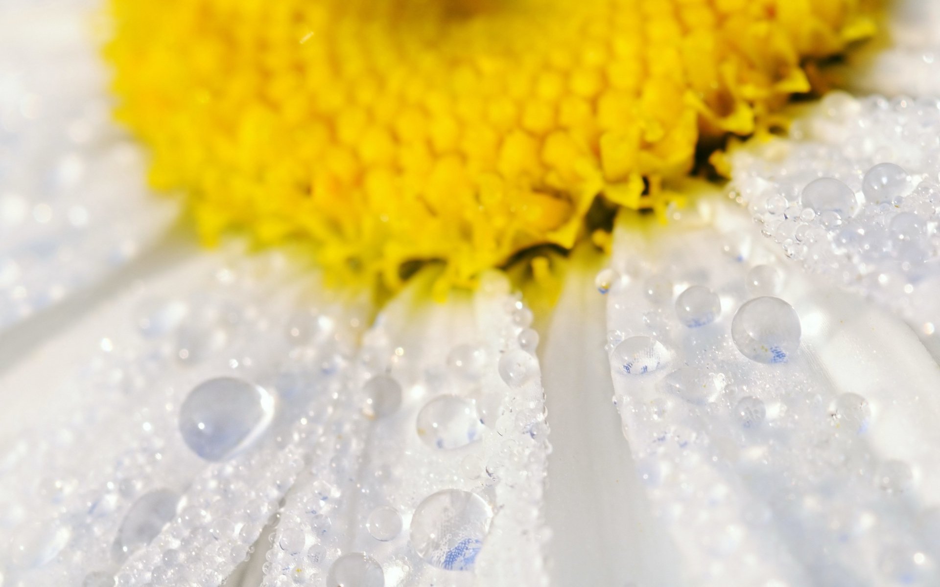 Macro close-up of a daisy's bright yellow center and white petals dotted with water drops, 2K Quad HD PC desktop wallpaper and background.