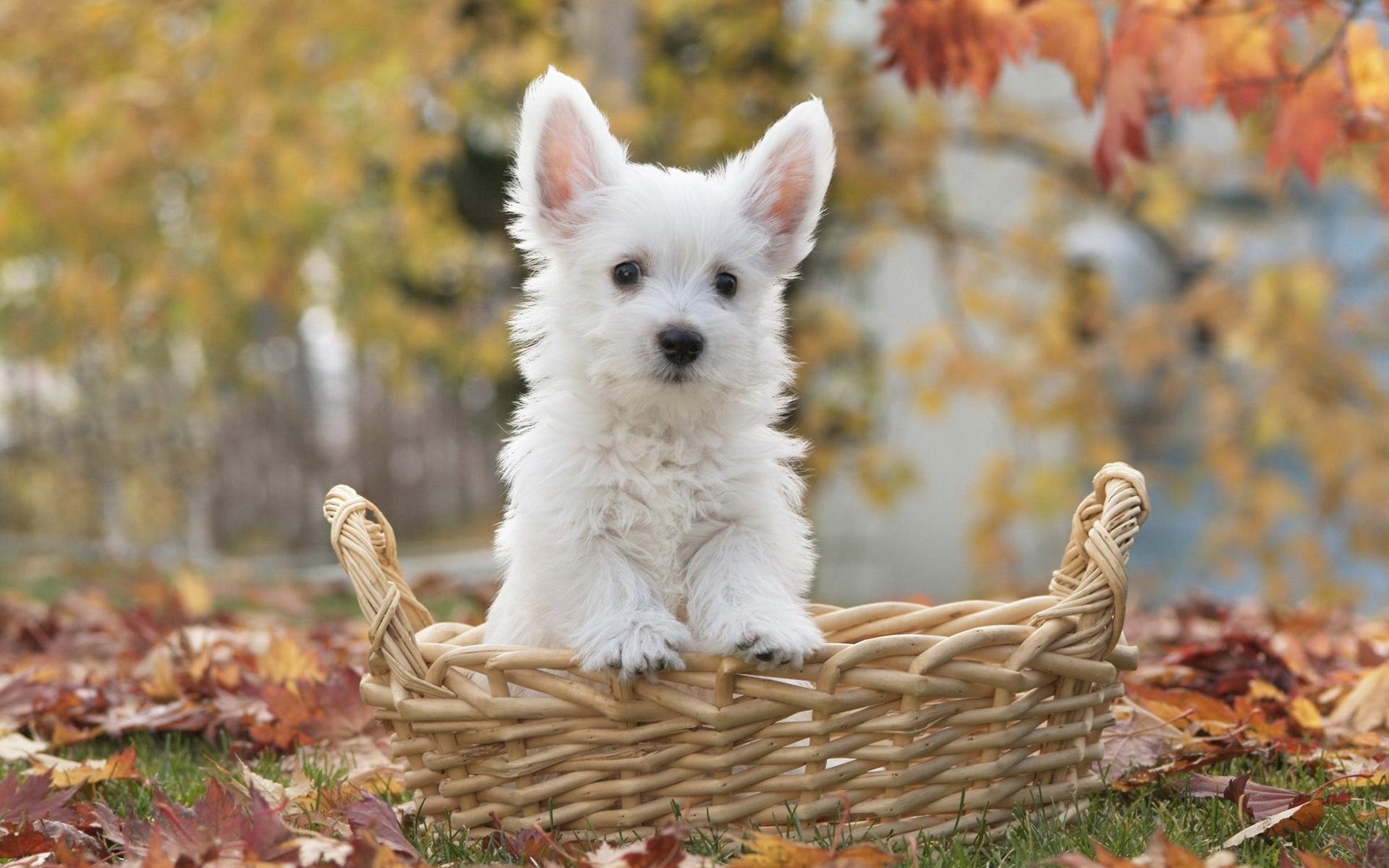 HD PC desktop wallpaper featuring a fluffy white puppy sitting in a wicker basket outdoors with autumn leaves in the background.