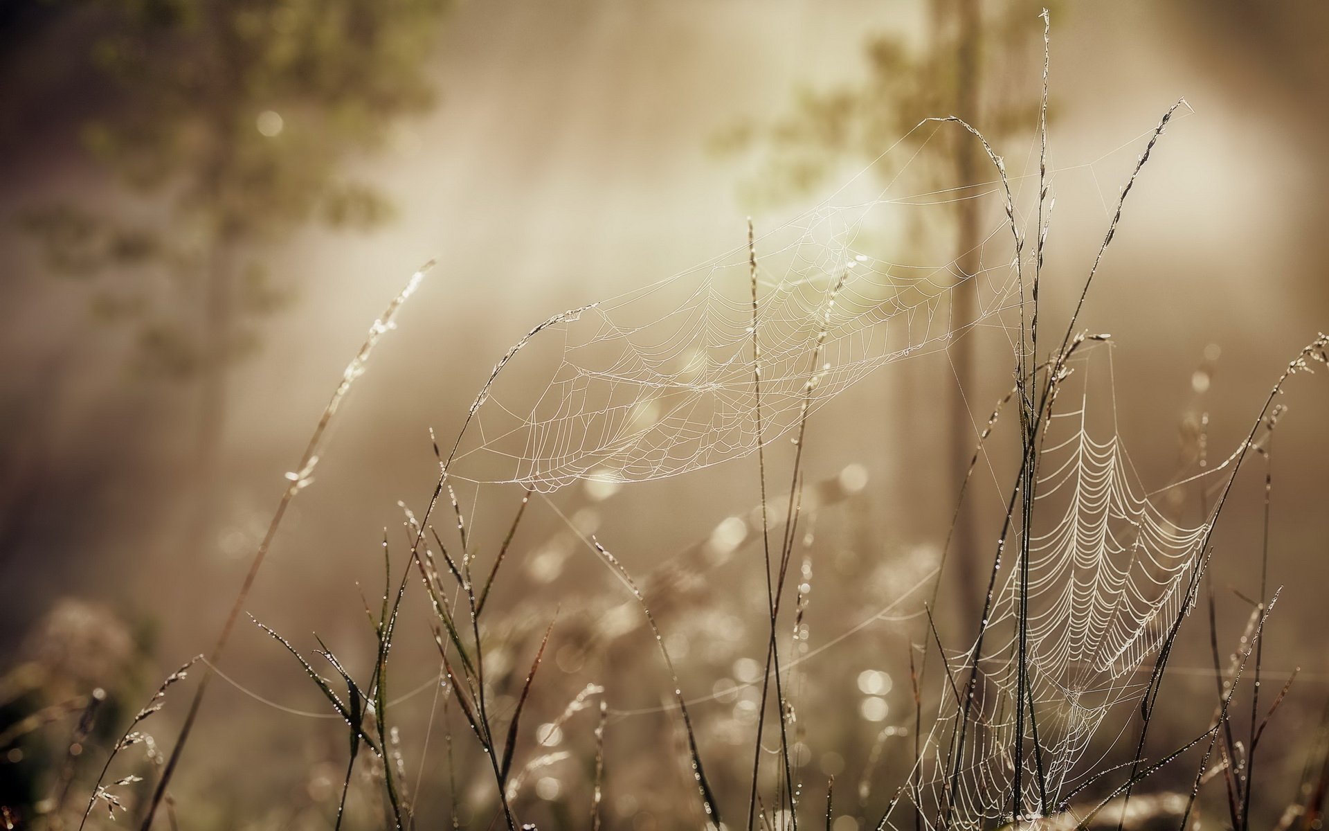 Download Photography Spider Web HD Wallpaper