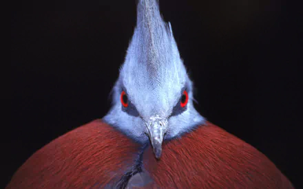 Close-up HD desktop wallpaper of a Victoria crowned pigeon with vibrant blue-gray plumage and striking red eyes set against a dark background.
