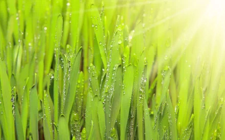 nature grass HD Desktop Wallpaper | Background Image