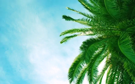 nature palm tree HD Desktop Wallpaper | Background Image