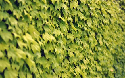  ivy wall summer