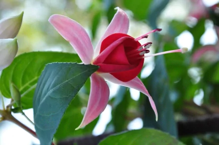 A vibrant fuchsia flower with pink petals and a red center, surrounded by green leaves, showcasing the beauty of nature in a stunning HD desktop wallpaper.