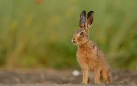 HD PC desktop wallpaper featuring a detailed close-up of a hare standing alert against a blurred natural green background.