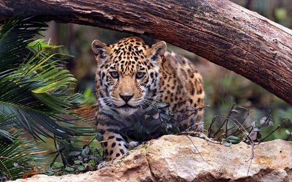 Animal Jaguar Cats Big Cat predator Wildlife Leopard HD Wallpaper | Background Image