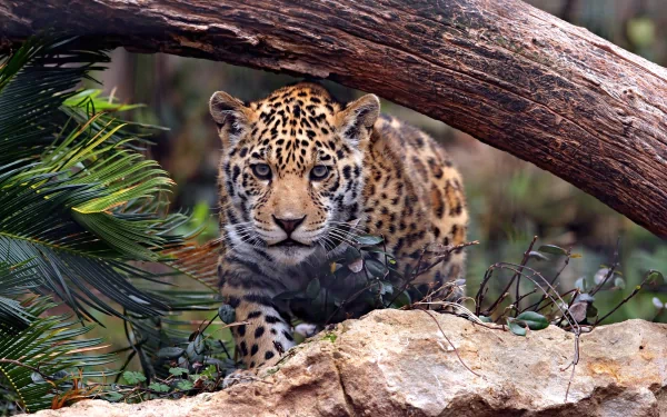 HD wallpaper of a vividly detailed leopard peering through foliage, positioned under a log in a natural setting.