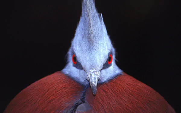 Close-up HD desktop wallpaper of a Victoria crowned pigeon with vibrant blue-gray plumage and striking red eyes set against a dark background.