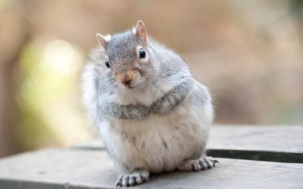 A cute, fluffy squirrel sits on a wooden surface, showcasing its adorable features. This HD image makes a charming animal-themed desktop wallpaper or background.
