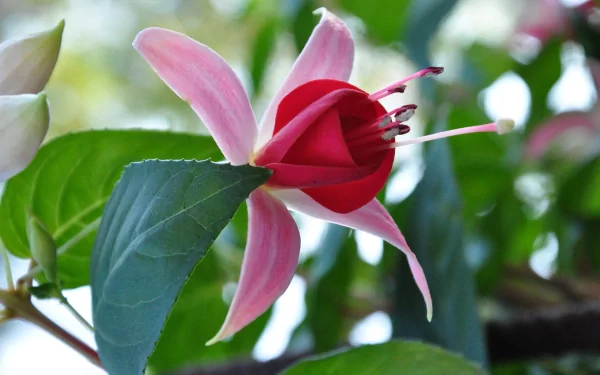 A vibrant fuchsia flower with pink petals and a red center, surrounded by green leaves, showcasing the beauty of nature in a stunning HD desktop wallpaper.