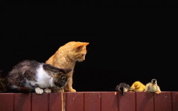A cute scene featuring two cats curiously observing a group of ducklings on a wooden fence, captured in vibrant detail, making it a charming HD desktop wallpaper.
