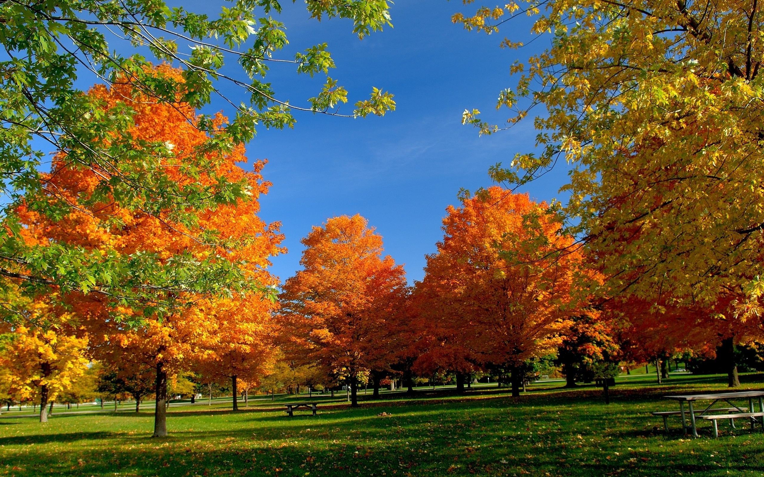 Autumn In The Park Hd Wallpaper Hintergrund 2560x1600 Id Wallpaper Abyss