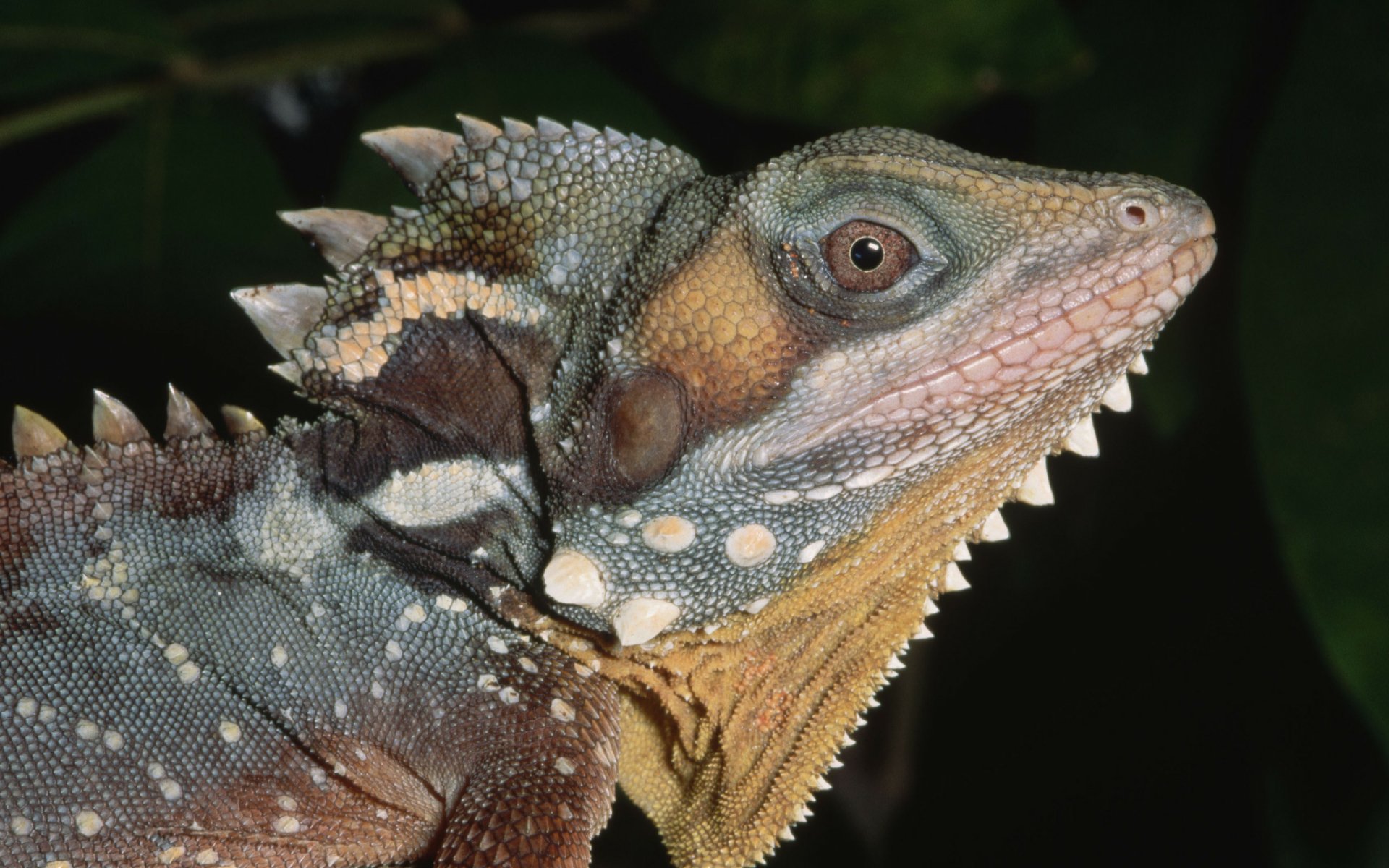Close-up HD image of an iguana showcasing detailed textured skin and spines, designed as a vibrant PC desktop wallpaper and background.