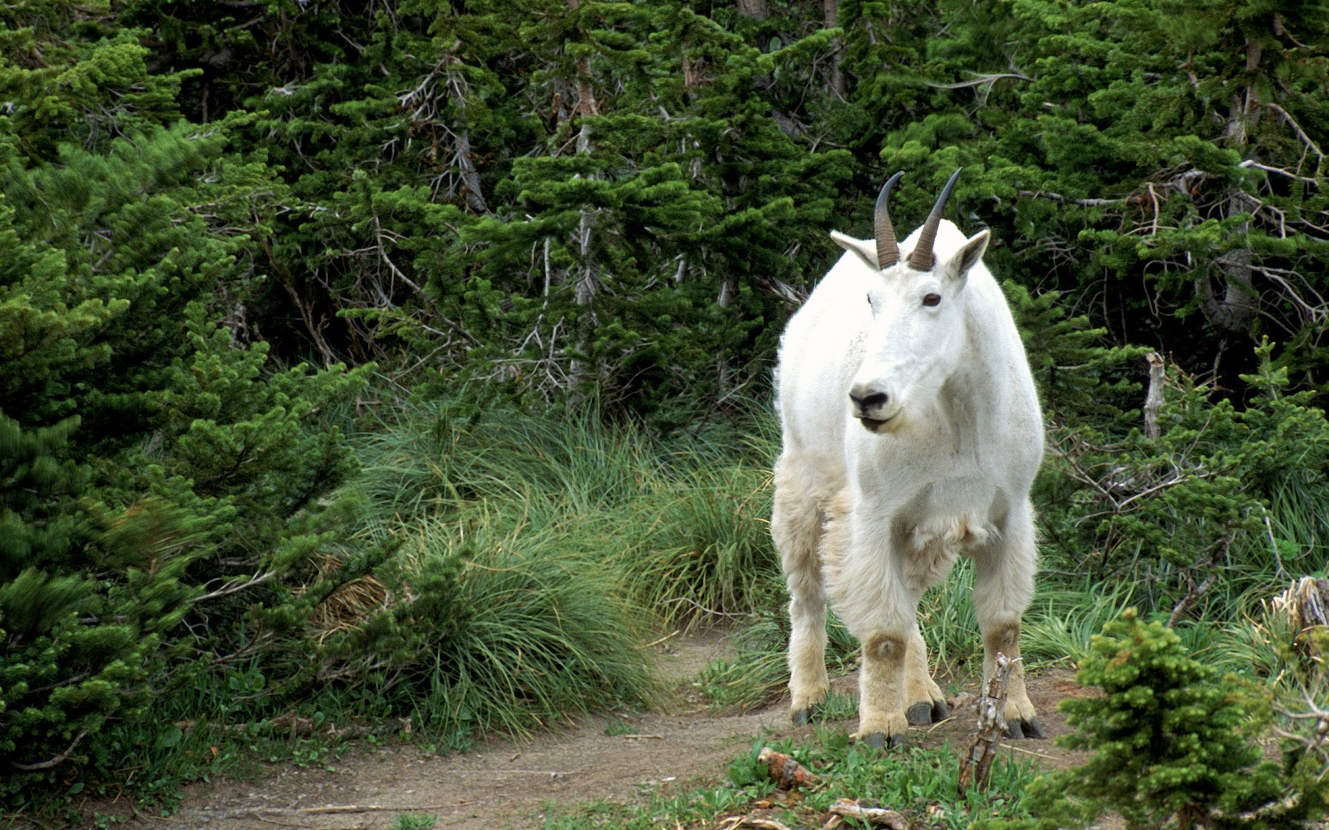HD desktop wallpaper featuring a mountain goat standing on a forest trail surrounded by lush green trees and vegetation.
