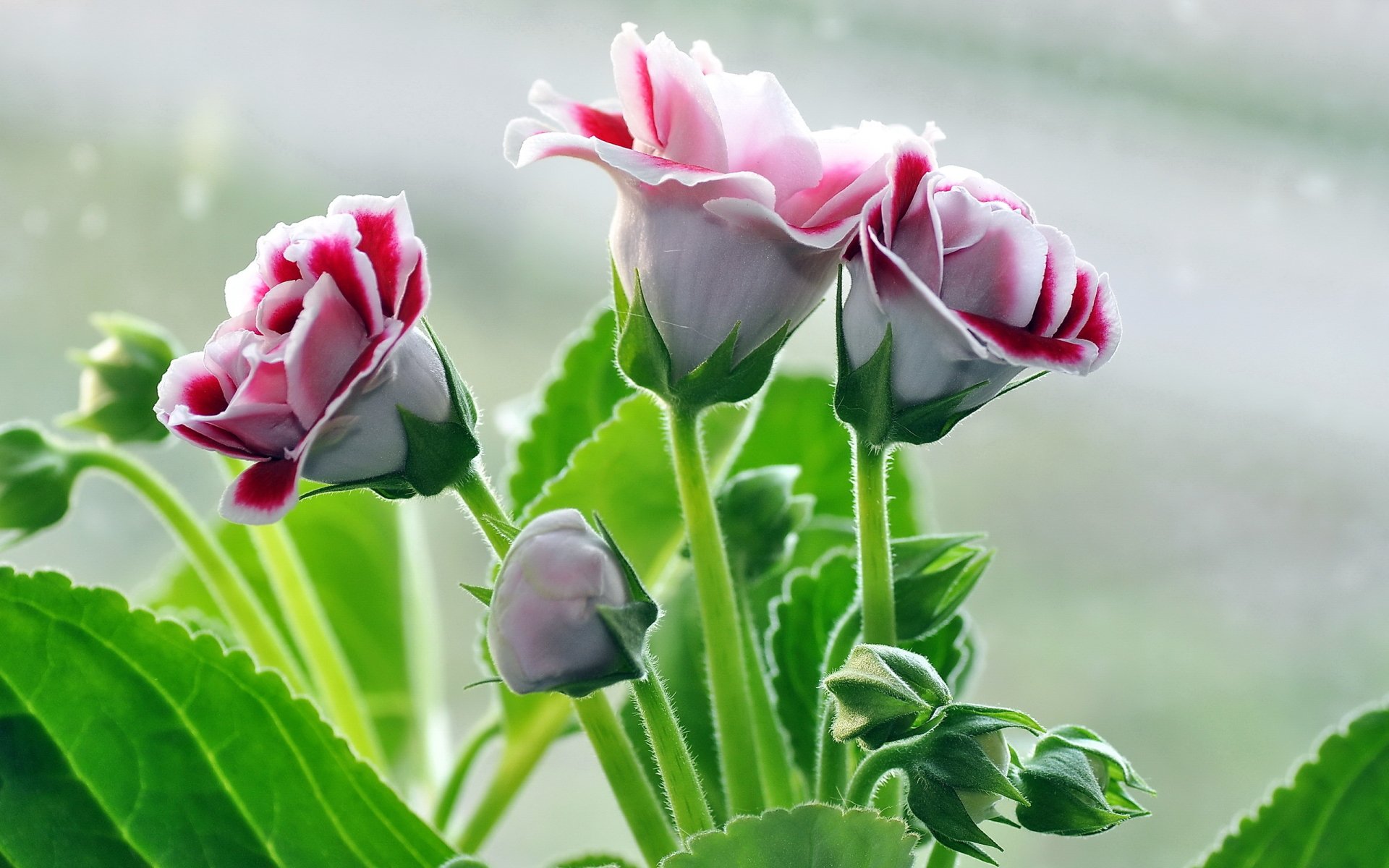 A close-up of vibrant pink and white flowers against lush green leaves, capturing the beauty of nature in a stunning HD desktop wallpaper.