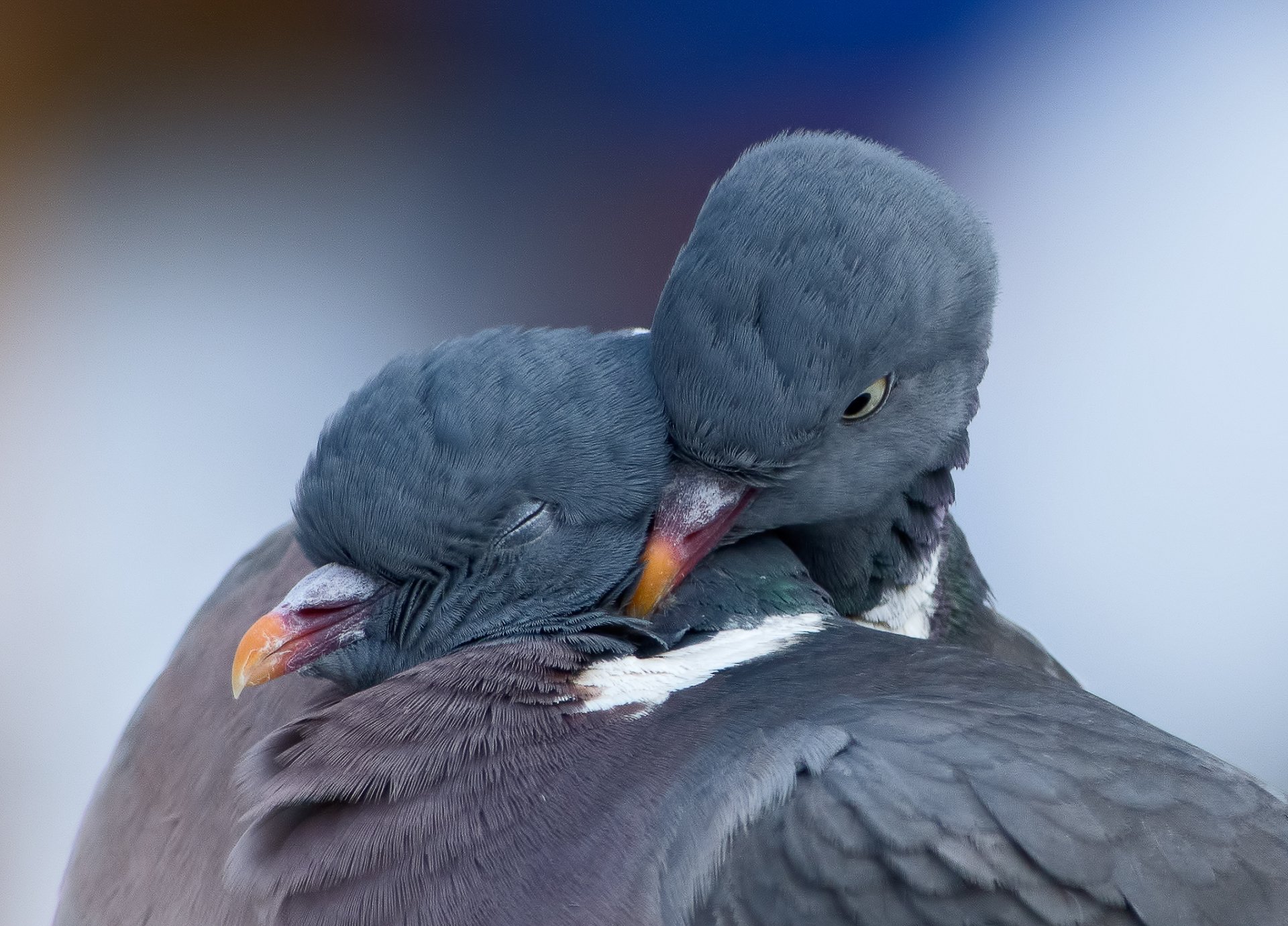 HD PC desktop wallpaper featuring a close-up of a dove grooming its feathers with a soft, blurred background.