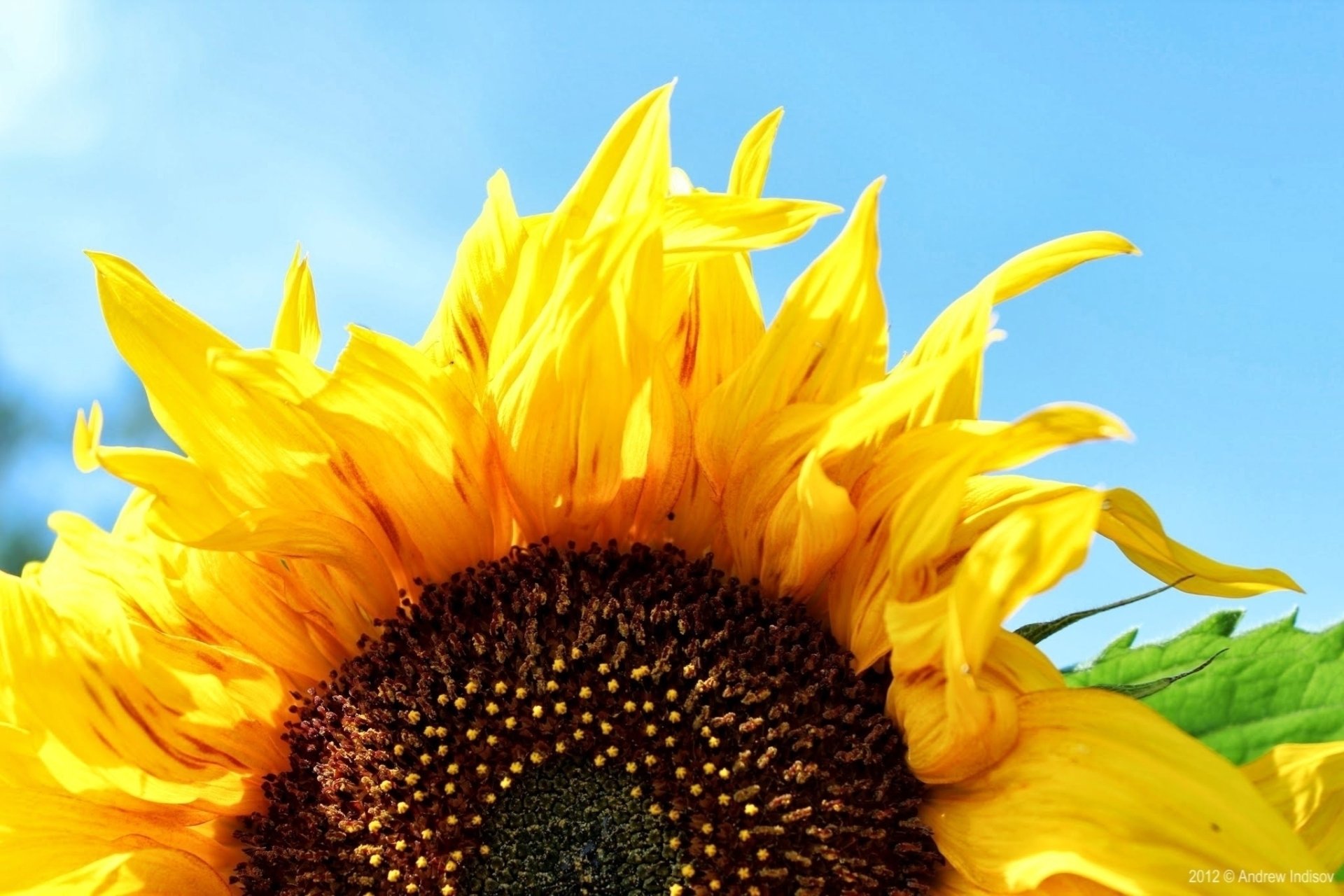 Sunflower HD Wallpaper