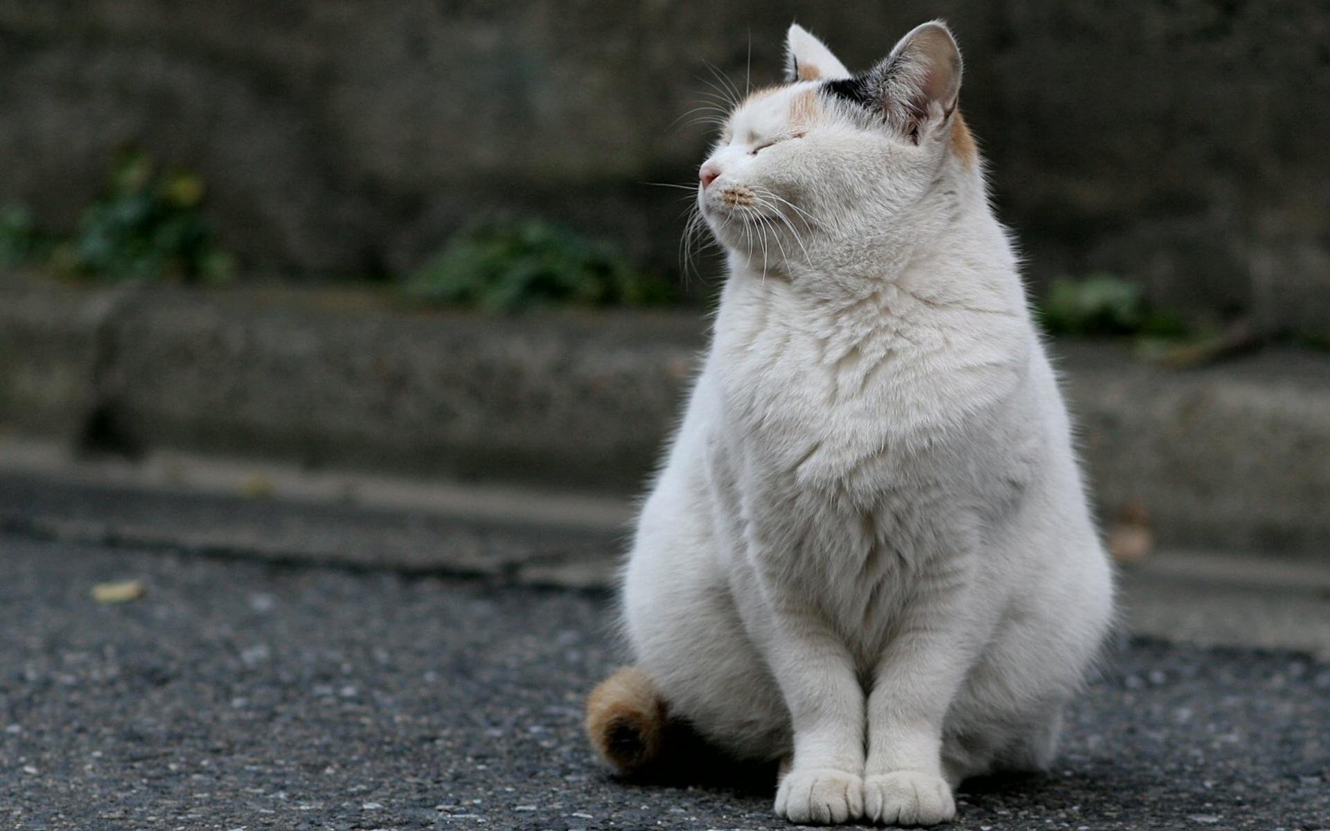 HD desktop wallpaper of a white cat sitting on a street, glancing upward with a curious expression.
