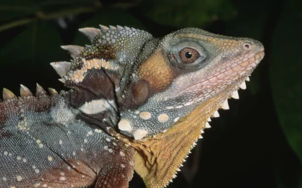 Animal iguana HD Desktop Wallpaper | Background Image