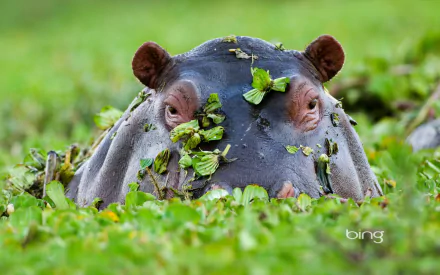 Close-up HD desktop wallpaper of a hippo partially submerged and covered in green aquatic plants in a lush, vibrant natural habitat.