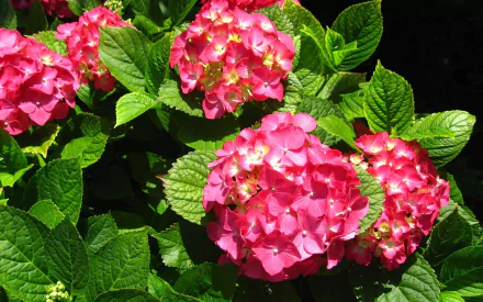 Vibrant pink hydrangea flowers surrounded by lush green leaves, creating a lively natural scene. This HD image serves as an engaging desktop wallpaper and background.