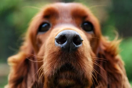 Close-up of a cocker spaniel's face, showcasing its expressive eyes and distinctive nose, set against a blurred natural background, featured as an HD PC desktop wallpaper.