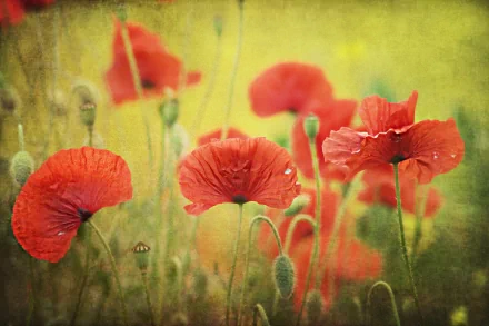 HD desktop wallpaper featuring vibrant red poppies blossoming in a sunlit natural field with a soft, warm background.