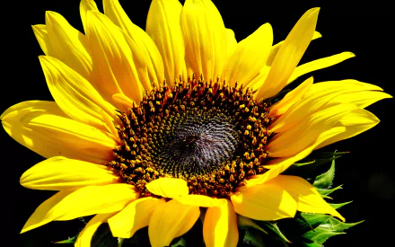 nature sunflower HD Desktop Wallpaper | Background Image