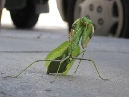 Animal praying mantis HD Desktop Wallpaper | Background Image