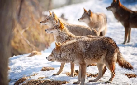 A group of wolves stands alert in the snow, showcasing their beautiful fur in a serene natural setting, making this an engaging HD PC desktop wallpaper and background.