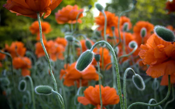A vibrant field of orange poppies showcases the beauty of nature, creating a stunning HD desktop wallpaper and background that brings lively colors to your screen.