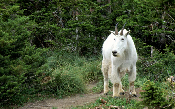 HD desktop wallpaper featuring a mountain goat standing on a forest trail surrounded by lush green trees and vegetation.