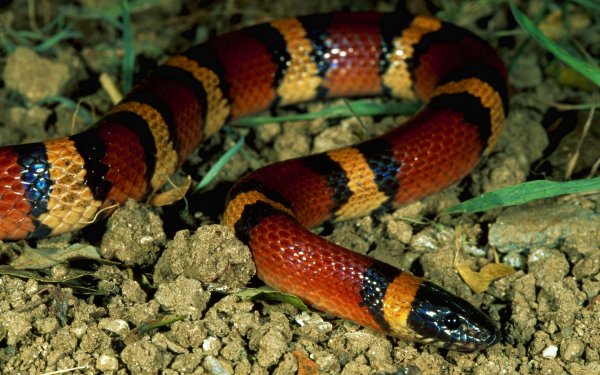 Animal Snake Reptiles Snakes Milk Snake HD Wallpaper | Background Image