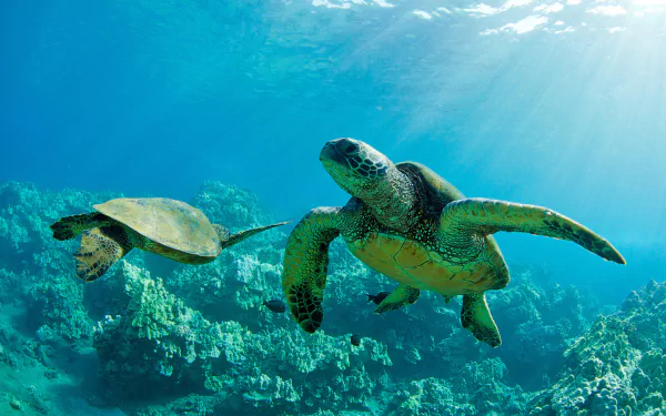 HD wallpaper of two sea turtles swimming near the ocean surface in Hawaii, with sunbeams filtering through the clear blue water.