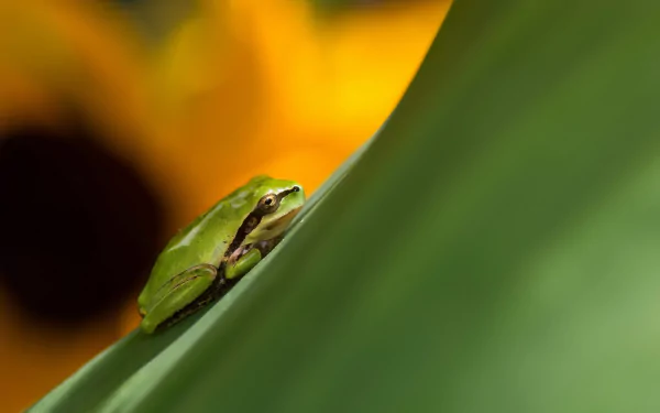 HD desktop wallpaper featuring a close-up of a vibrant green tree frog resting on a leaf with a bright, blurred yellow-orange background.