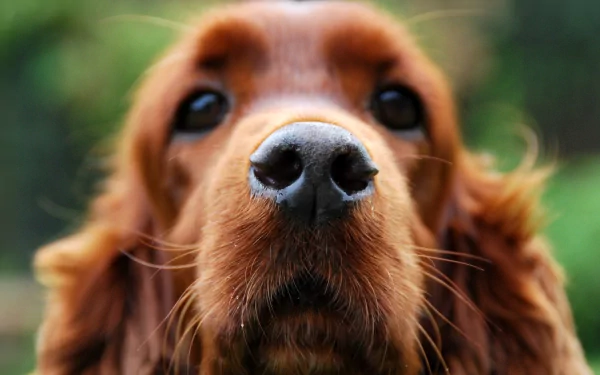 Close-up of a cocker spaniel's face, showcasing its expressive eyes and distinctive nose, set against a blurred natural background, featured as an HD PC desktop wallpaper.